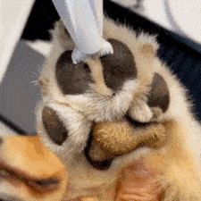 CORTADORA DE PELO MASCOTAS 'SWEETPET PRO®'  + ¡REGALO! JUGUETE LIMPIA DIENTES 🎁